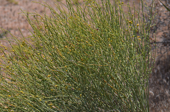 Turpentinebroom is relatively rare in the United States but common where found in preferred habitat. Thamnosma montana